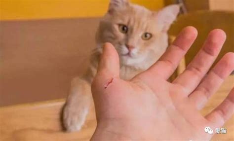 被猫咬了伤口是什么样子