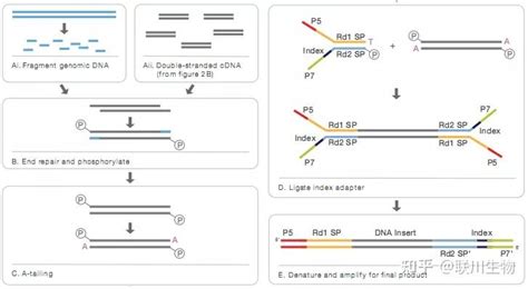 RNA甲基化测序_表观基因组学_转录组学与蛋白代谢组学_科研服务_上海派森诺生物做单细胞、微生物、基因组、蛋白质代谢、转录组测序等多项测序技术服务商