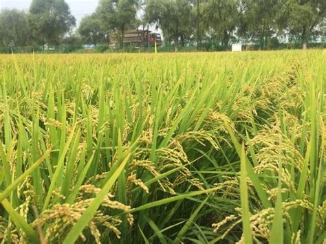 泉糯669 - 常规水稻 - 安徽国豪农业科技有限公司-官方网站