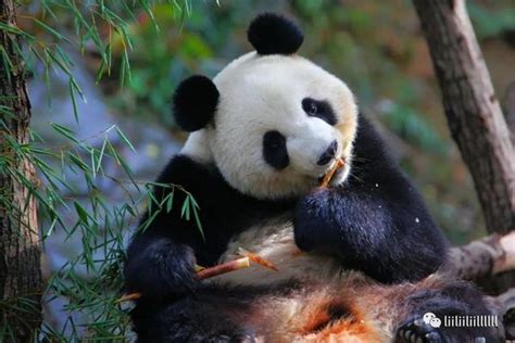 南京红山森林动物园领养活动“上新”啦 - 知乎