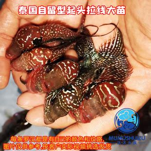 泰国罗汉鱼苗起头水头鸿运当头蛇纹重金属珍珠马骝大苗小亚成-阿里巴巴