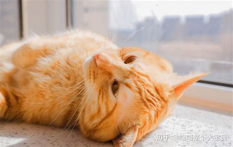喜欢在车上安家的黄猫(图)_资讯中心_中国网