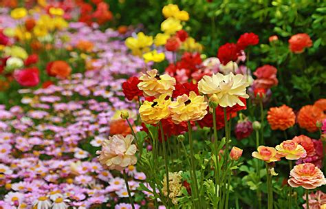繁花似锦芳菲的四月，如诗如画，与繁花有约，与阳光相伴 - 花粉随手拍风光 花粉俱乐部