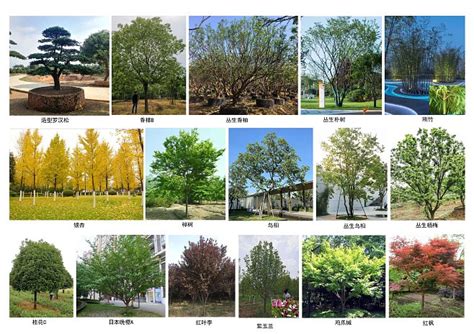 苗木的前景如何？2020年绿化苗木种植前景-行情分析-中国花木网