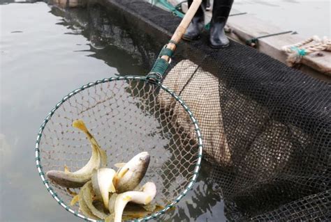 渔民捕获5斤重大黄鱼 一条大黄鱼卖价接近3万元！|渔民|捕获-社会资讯-川北在线