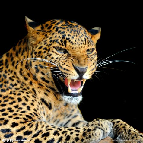 金钱豹属于我国几级保护动物 - 业百科