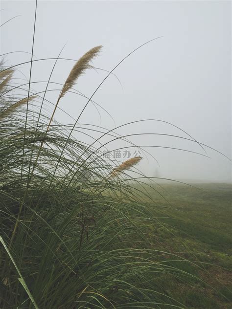 动物蓝色的朝雾高原在日本藤山前的绿地上吃红草牛群高清图片下载-正版图片307937395-摄图网