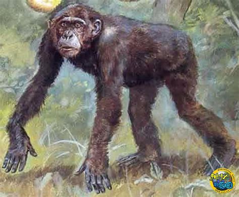 森林古猿 - 神秘的地球 科学|自然|地理|探索