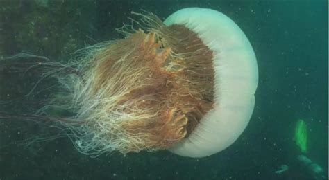 你知道冥河水母吗？海底深处幽灵般的存在，巨大到让人怀疑|北极|水母|冥河_新浪新闻