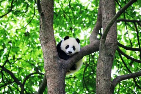 雅安社会科学网__《大熊猫国宝的百年传奇》 告诉我们什么是大熊猫文化