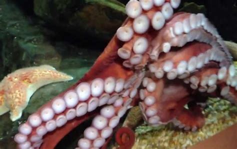海底大章鱼图片-运动中的巨型章鱼素材-高清图片-摄影照片-寻图免费打包下载
