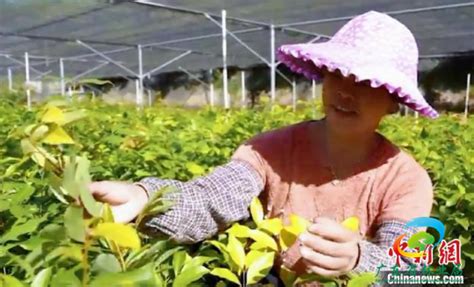 [中国新闻网] 广东梅州推广种植梅片树 助力乡村振兴发展