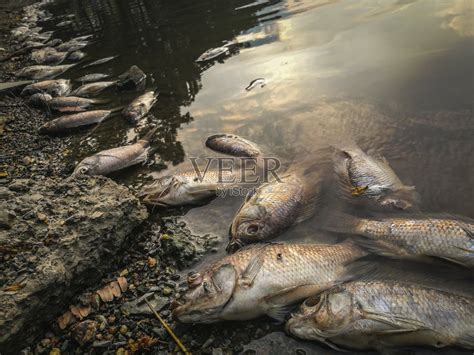 河上的死鱼。黑水水污染照片摄影图片_ID:159225381-Veer图库