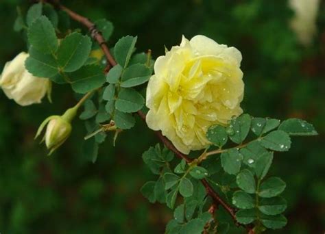 科学网—校园常见30种蔷薇科观赏植物：《植物学》停课不停学（四） - 栗茂腾的博文