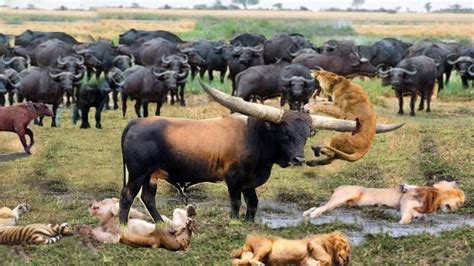 一群凶猛的水牛非常残忍地袭击了狮子，狮子的不幸日，动物攻击！_腾讯视频