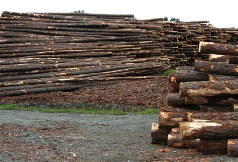 青白江国际木材交易中心：依托中欧班列 打造国际木材进口前沿市场---四川日报电子版