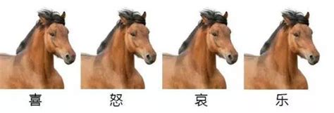 马匹的嗅觉有多灵敏？了解这三点你能和马更好相处_手机新浪网