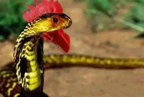传说会被气死的“鸡冠蛇”，原型是不是野鸡脖子蛇|鸡冠蛇|野鸡|脖子_新浪新闻
