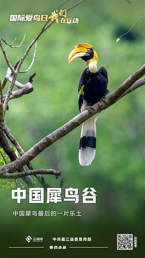 海报丨国际爱鸟日，我们在行动_云南网