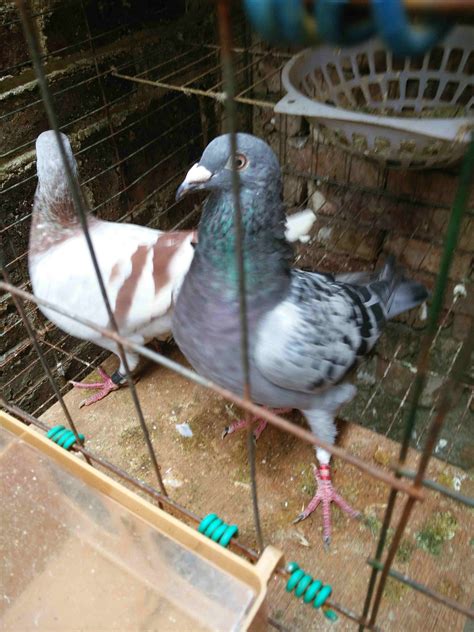 各位鸽友，帮看看这两只鸽子到底是成年鸽没有，谢谢！-天下鸽问-ask.chinaxinge.com
