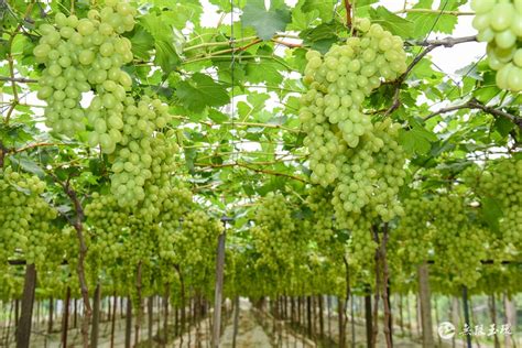 Vanguard谈中国葡萄出口形势：新疆红地球本季减产 阳光玫瑰或开拓新市场 | 国际果蔬报道