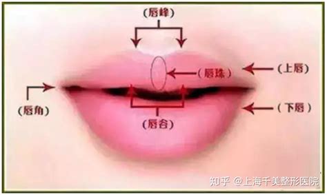 唇部4大美学标准 - 知乎