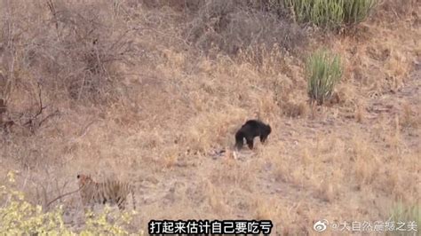 登封市动物园饲养员被黑熊活活咬死[组图]_资讯_凤凰网