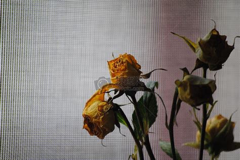 不凋零的花图片