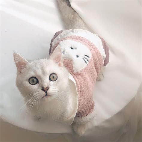 猫咪衣服冬季保暖秋冬幼猫宠物猫猫服装布偶猫小猫可爱四脚猫衣服_虎窝淘