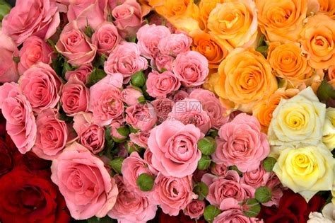 玫瑰花语颜色代表什么(各种颜色玫瑰花的花语) - 【爱喜匠】