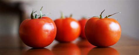 西红柿什么时候掐尖最合适 西红柿掐尖合适的时间_知秀网