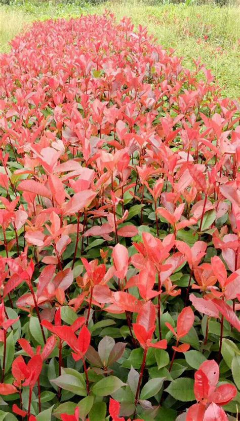 红叶石楠苗什么时候种植合适-藤本月季网