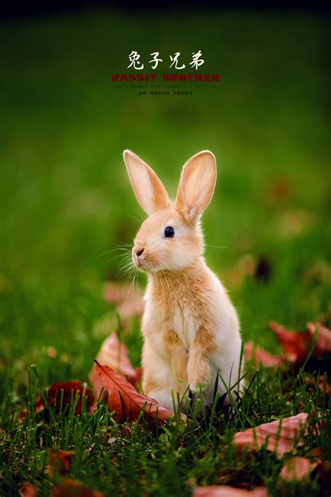 一只兔子坐在草地上高清图片下载-正版图片501464002-摄图网
