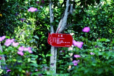 (孝昌)花卉苗木种植 - 湖北天工园林景观艺术工程有限公司