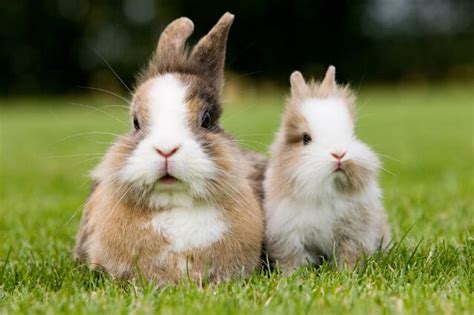 属兔的和什么属相最配 生肖兔的最佳配对属相 - 万年历