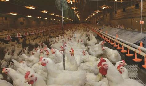 【行情】7月肉鸡市场行情分析及8月预测_青岛润达生物-兽药研发批发厂家,饲料添加剂,动物保健品,噬菌体,无抗减抗