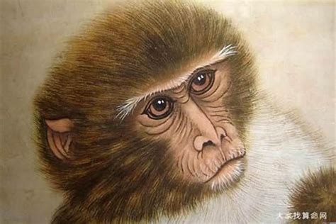 1968年猴一生命运，猴子今年犯太岁需要什么来化解_太岁_若朴堂文化