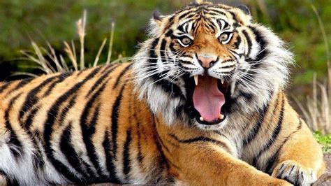 老虎的祖先是哪种动物？原来所有的老虎都起源于我国，老家在河南|华南虎|祖先|猫_新浪新闻