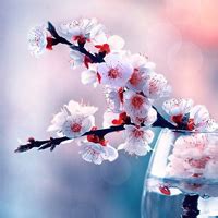 花草微信头像图片