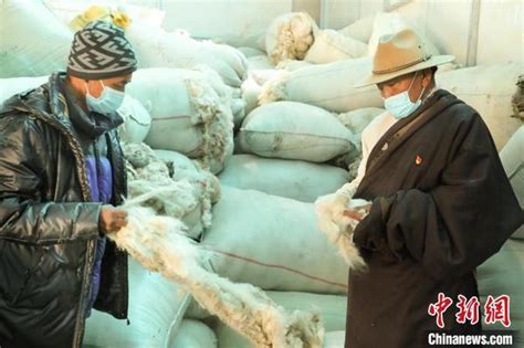西藏阿里：牧区合作社迎“丰收” 民众喜领分红-大河网