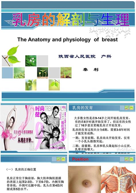 乳房的解剖与发育ppt模板_卡卡办公