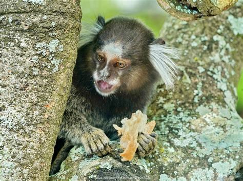 圈养的侏儒狨猴高清摄影大图-千库网