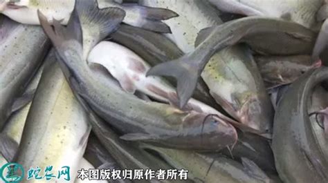 丹江口捕获百斤淡水鲨鱼之称的大鱤鱼，近1.7米长！_保护