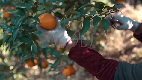 四川仁寿：柑橘丰收采摘忙-人民图片网