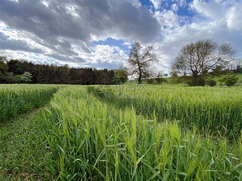 大麦适合东北地区种植吗-长景园林网