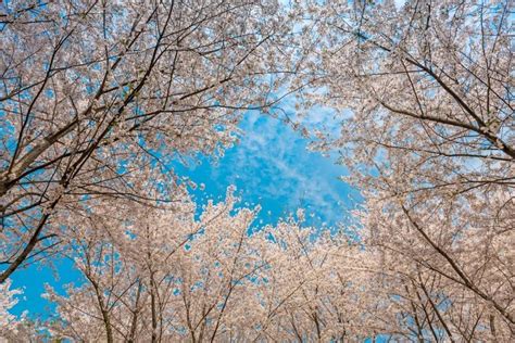 春暖花开一起踏青小白花蓝色小清新公众号首图海报模板下载-千库网