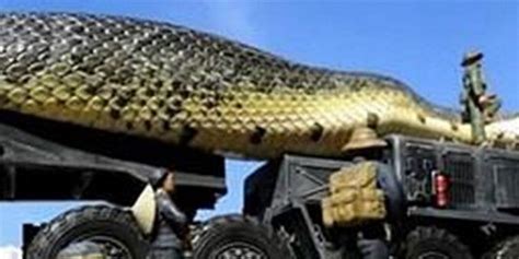 最大蛇类排行：第二名蛇吞象，第一大到难以想象！