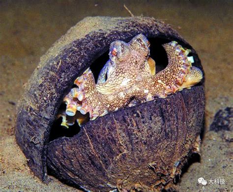 章鱼产卵后会自残直至死亡。科学家们发现，它们死前就已疯了__财经头条