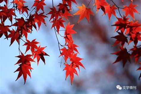 金秋时节枫叶红的诗,描写秋天红枫的诗词,描写秋天枫叶的诗句_大山谷图库