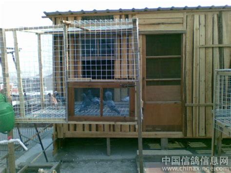 自己设计的鸽舍-中国信鸽信息网相册